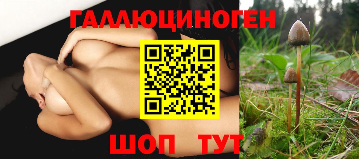 Псилоцибиновые грибы Psilocybine cubensis Каменка
